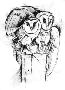 I am Here for You - 2 Love Owls: Hand-Drawn Ink Masterpiece of Barn Owls Black and white drawing of two barn owls