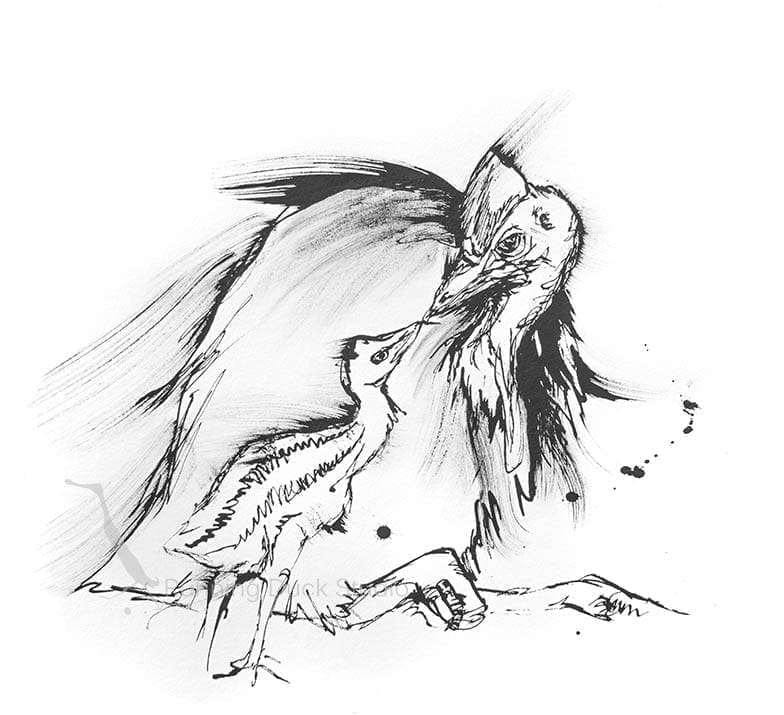 drawing of Australian Cassowary's