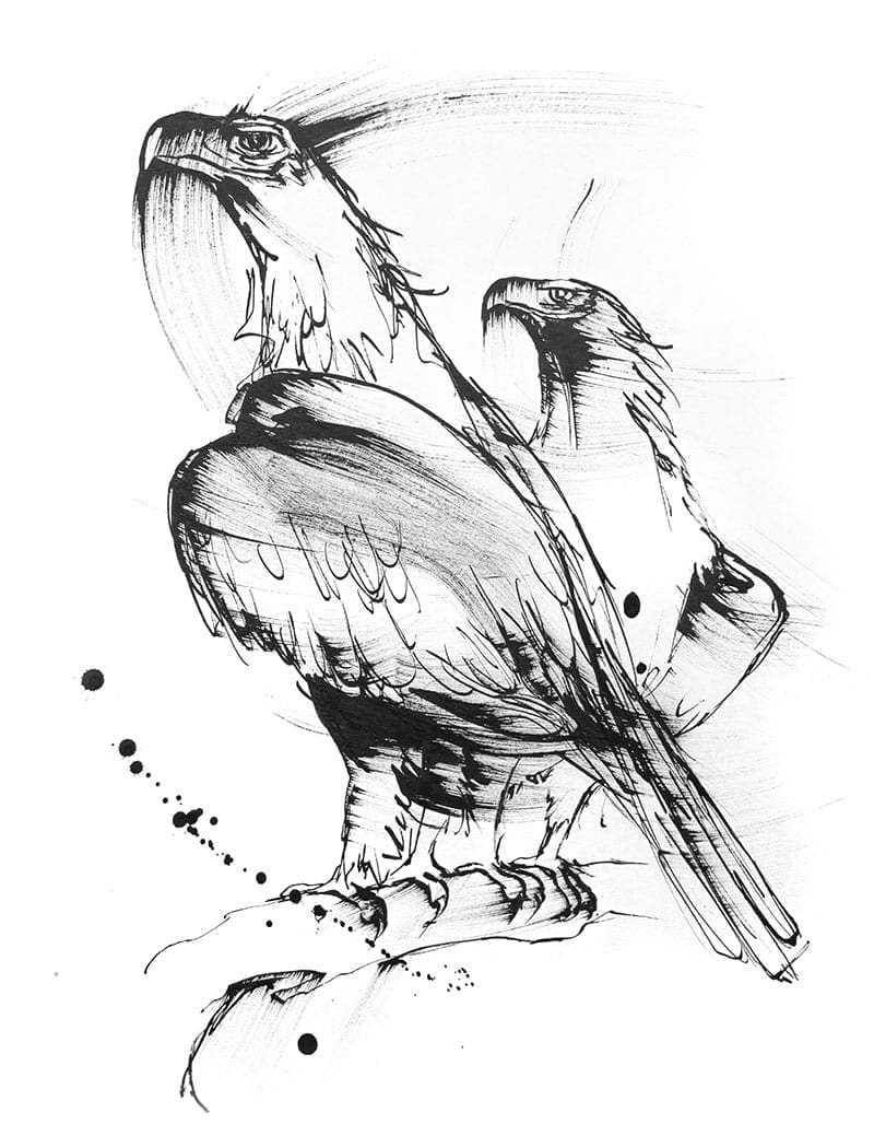 2 Wedged-Tailed Eagles from the black and white drawings collection