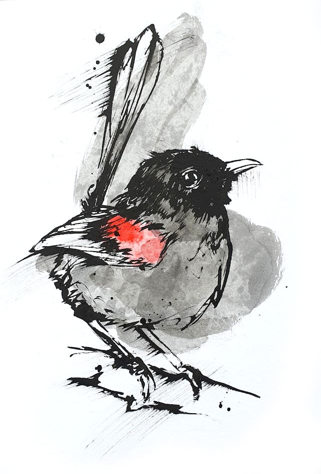 A black and white drawing of a small fairy wren bird with a splash of red
