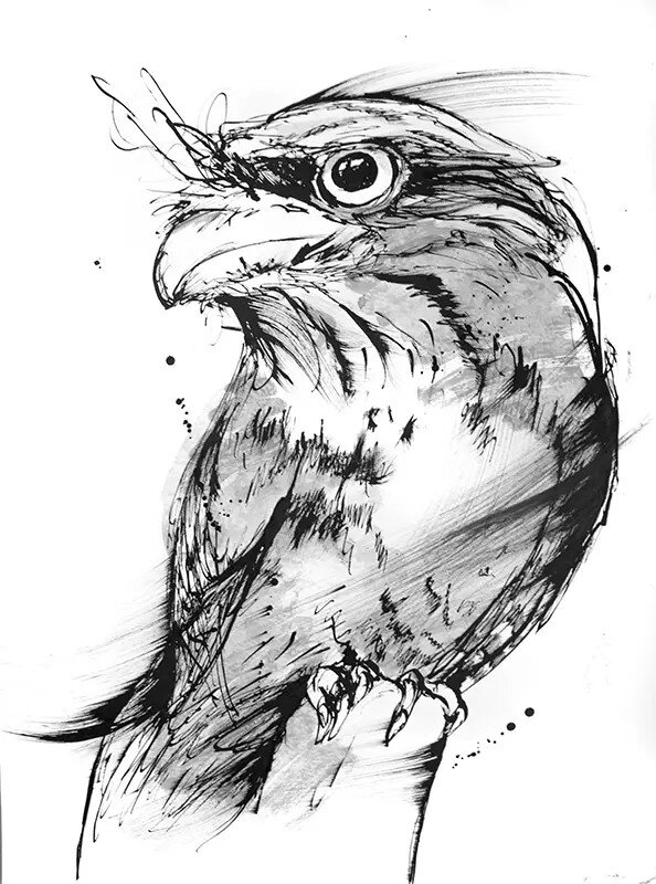 Black and white sketch of a Tawny Frogmouth Owl