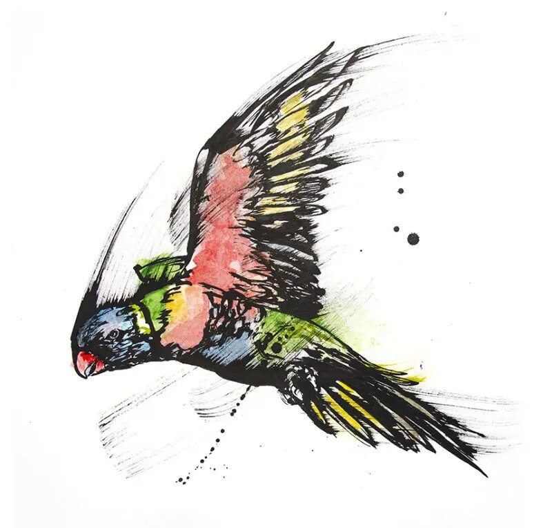 Drawing of an Australian rainbow coloured Lorikeet