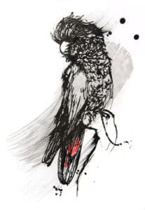 A majestic red-tailed black cockatoo with striking plumage and a regal demeanor is depicted in this artwork.