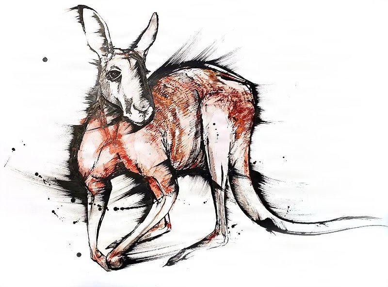 Sketch of a red kangaroo from the Australian wildlife
