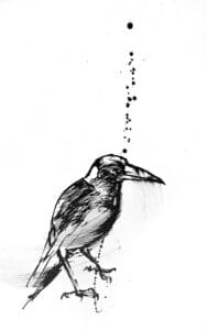 Black and white ink sketch of an Australian Magpie standing in profile with detailed feather work and a vertical line of small dots ascending above its head.