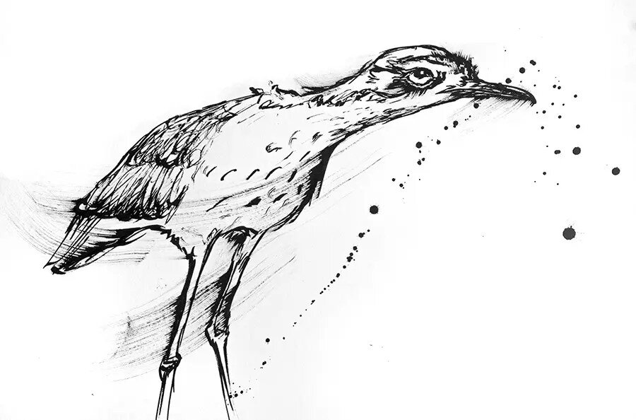 Ink sketch of a Curlew bird in profile, featuring long curved beak, thin legs, and decorative ink splatters to the right