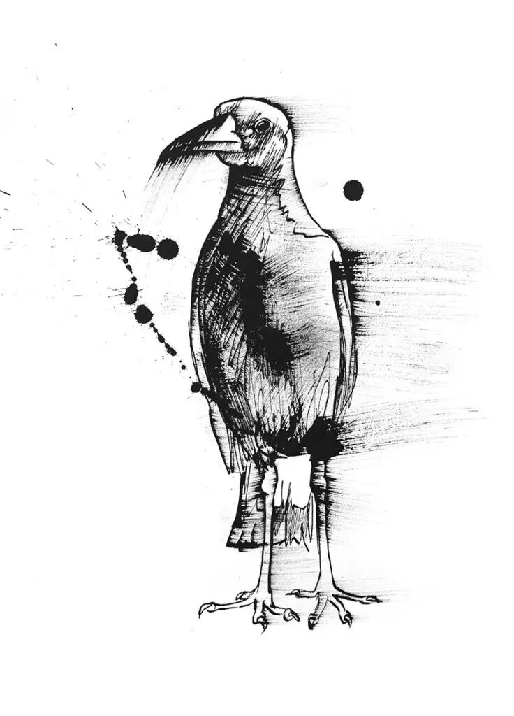 Contemporary black ink artwork of a magpie