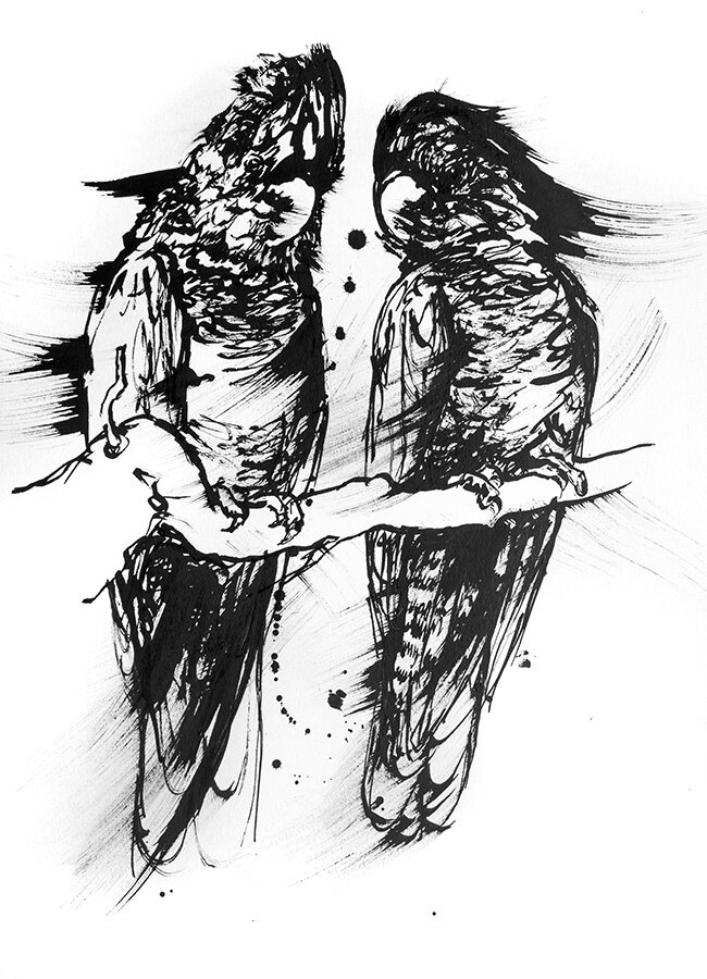 Black ink drawing of two Black Cockatoos perched on a branch with crests and long tails on white background.