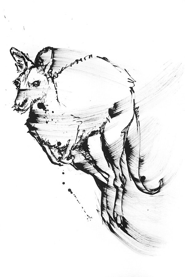 Black ink sketch of a Kangaroo in an alert crouched pose, drawn with loose gestural brushstrokes and ink splatters on white.