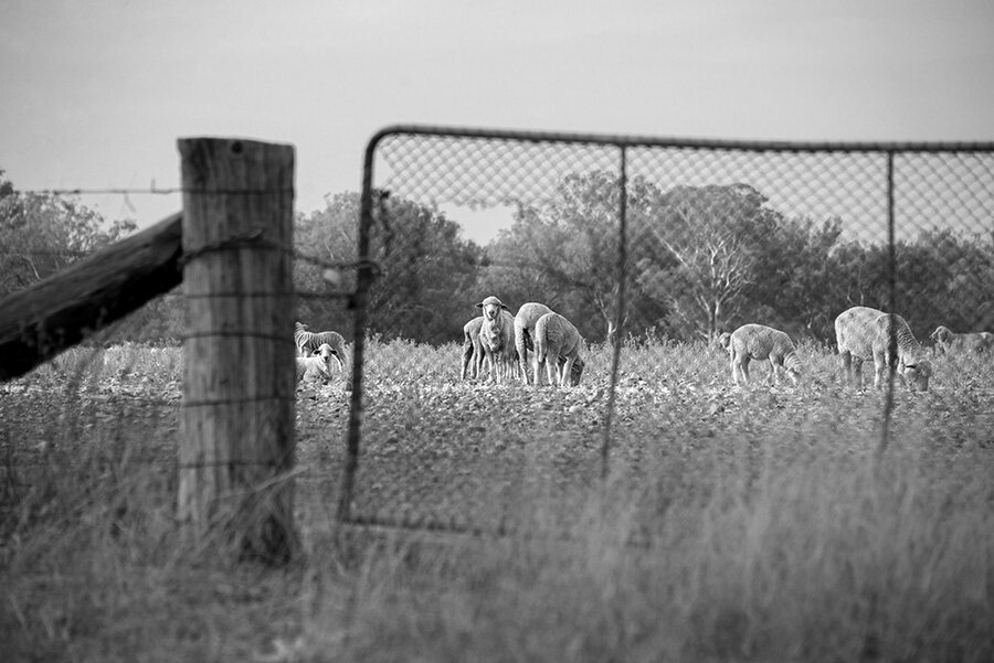 Black-and-white photo of sheep grazing in a dry paddock seen through a wire farm gate and timber fence post.