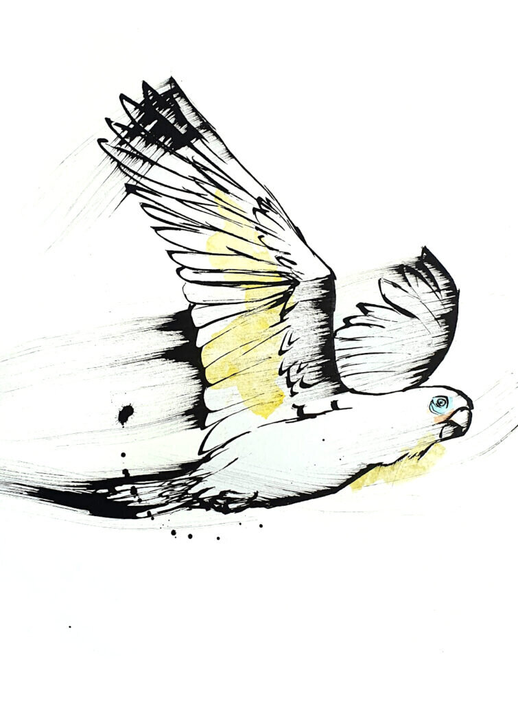 Ink and watercolour drawing of a Corella in flight with outstretched wings, black linework, yellow accents and splattered detail on white.