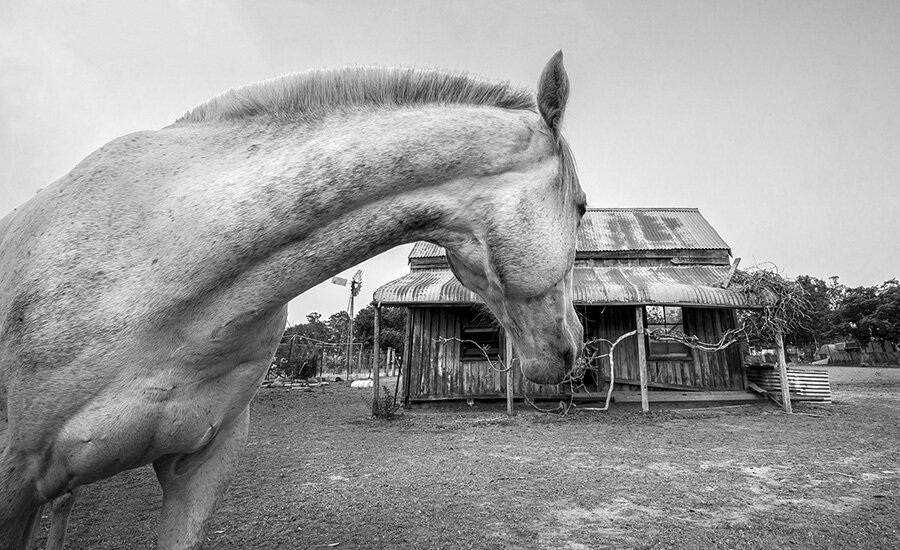 Black-and-white photo of a grey Horse in profile with an old timber and corrugated-iron farmhouse behind it.