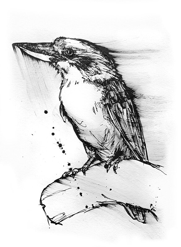 Black ink sketch of a Kookaburra perched in profile, with cross-hatched feathers and splattered ink on white paper.