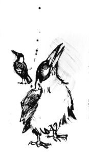 Black ink drawing of an Australian Magpie with beak open and raised singing, a smaller magpie standing behind it.