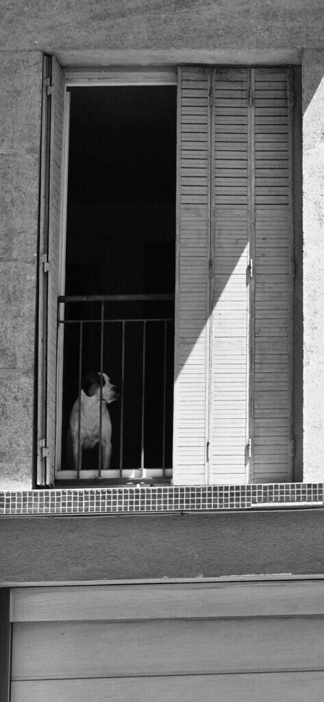 The same dog at the window photographed in black and white, looking off to one side