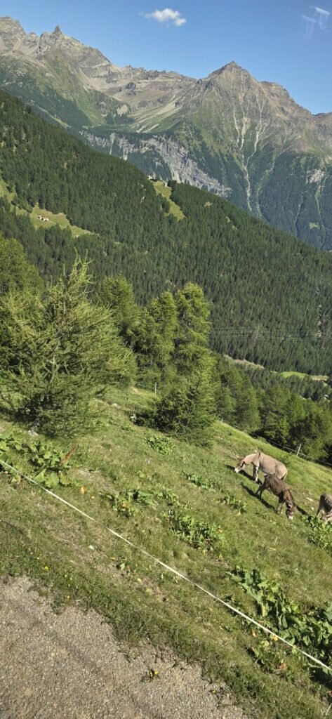 Two donkeys grazing a steep alpine meadow at Alp Gruem with the Val Poschiavo far below