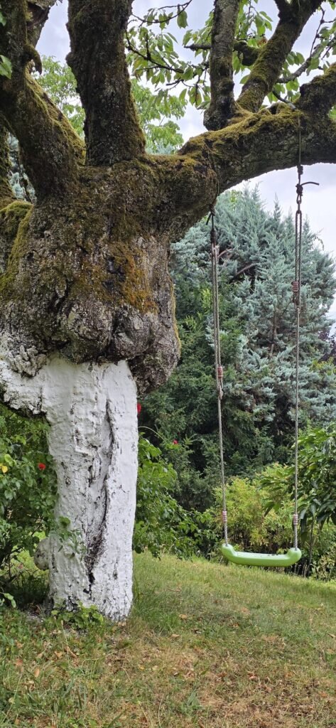 A green plastic swing hanging on rusted ropes from an old mossy fruit tree with a whitewashed trunk, in a garden above Chambéry