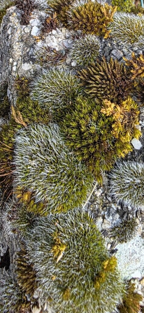 Close view of green and gold moss cushions growing on grey limestone with pale pebbles embedded in the rock