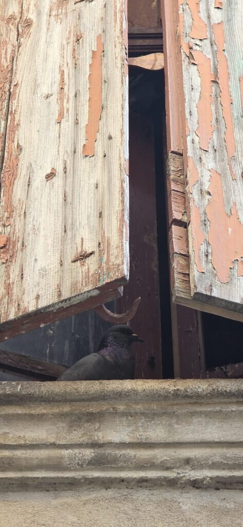 A pigeon tucked into the gap behind a peeling painted timber shutter on an old building in L'Isle-sur-la-Sorgue