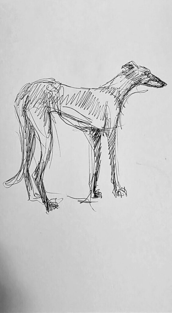 Ink sketch of a lean long-legged dog standing side on, head turned to the right