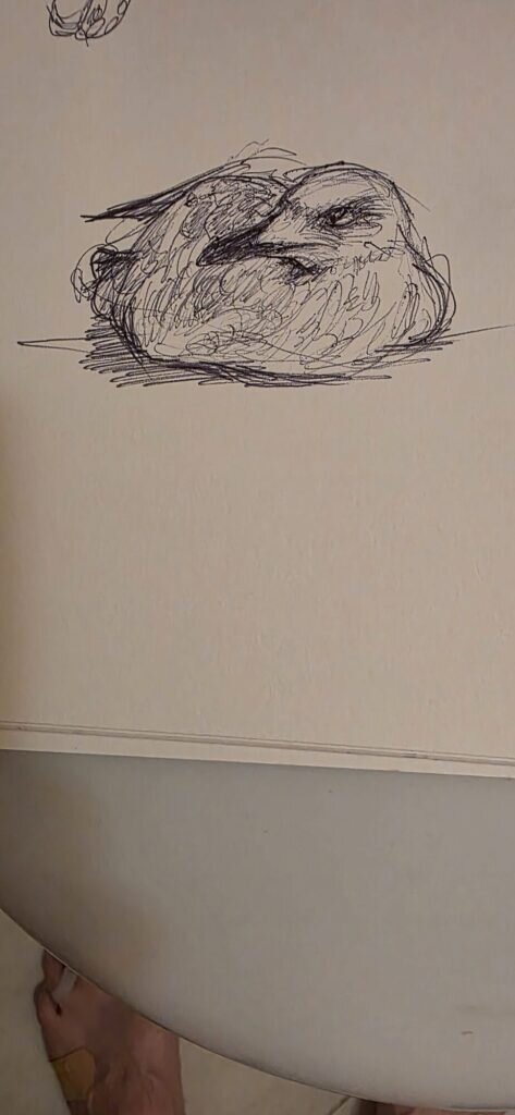 An ink sketch of a gull hunched into its own feathers