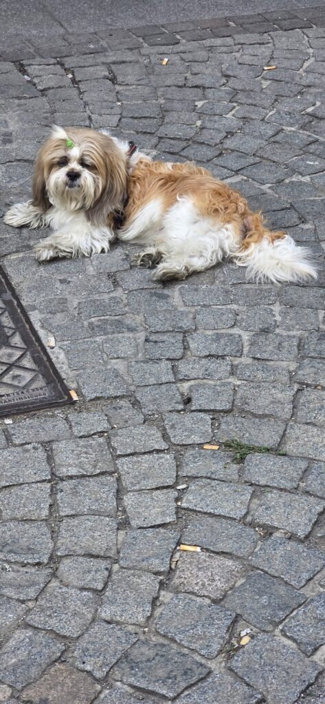 A small scruffy tan and white dog lying flat on Turin cobblestones, one ear up, looking at the camera