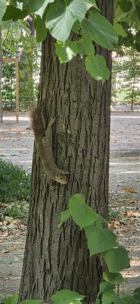 A grey squirrel clinging head down on the bark of a large tree in the Royal Gardens in Turin, framed by green leaves