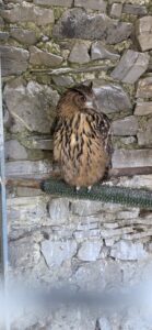 Eurasian eagle-owl with orange eyes and brown streaked feathers perched on a rail in front of a grey stone wall