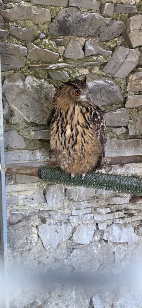 Eurasian eagle-owl with orange eyes and brown streaked feathers perched on a rail in front of a grey stone wall