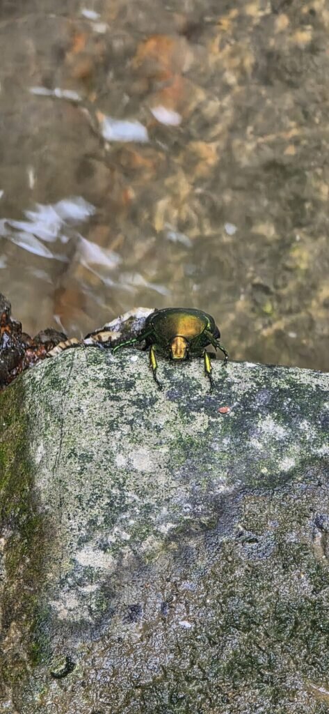 A metallic green and copper beetle on a lichen-covered wet stone at the edge of a Venetian canal