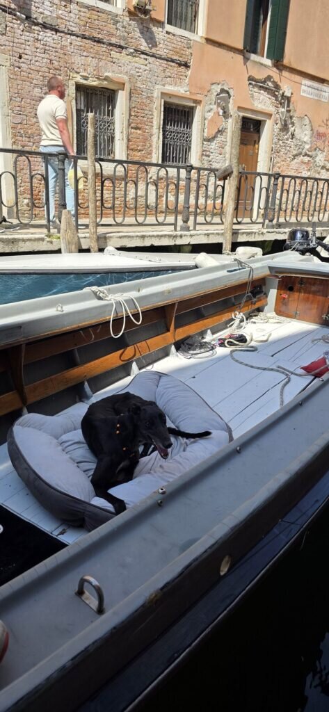 A black greyhound curled on a cushion in the bow of a moored Venetian boat