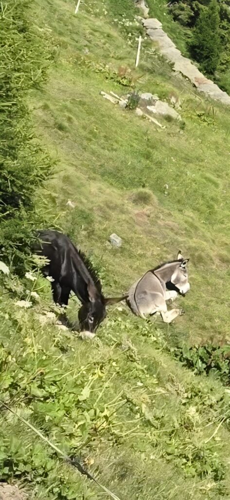 Two mules, one black and one grey, resting on a steep green alpine hillside among long grass and wildflowers, with conifers and a stone wall above them