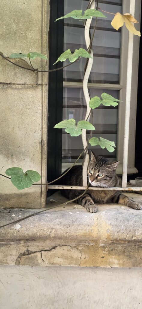 A tabby cat lying on a worn stone windowsill in Arles behind the twisting stem and green leaves of a climbing vine