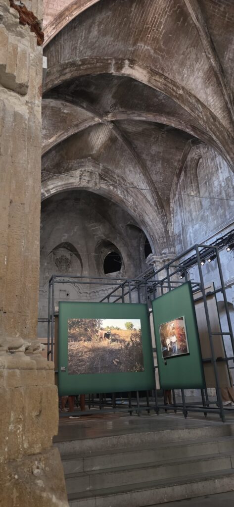 Photographs mounted on green display panels standing inside a ruined gothic church in Arles with blackened stone vaulting overhead
