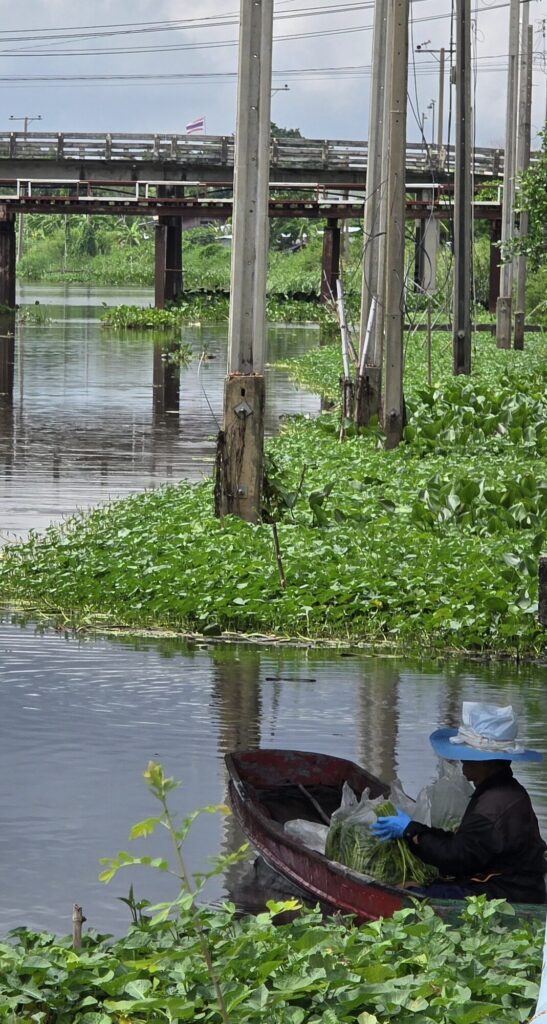 A narrow red wooden boat on a Bangkok canal loaded with bagged green vegetables, a pair of gloved hands lifting one of the bundles, with water hyacinth leaves filling the near bank