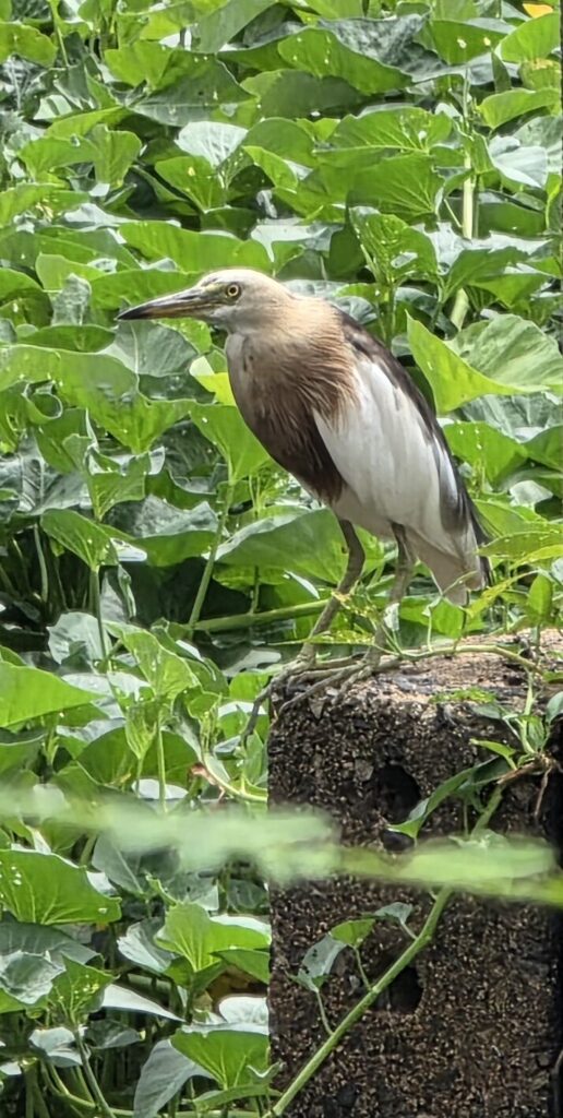 A pond heron with a buff brown neck, white wings and belly, yellow eye and a long dark tipped bill, standing on a rough concrete block surrounded by large heart shaped green leaves