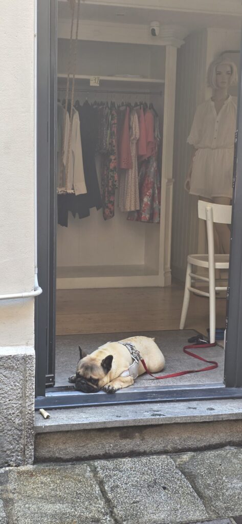 A small pale French bulldog asleep flat out across the open threshold of a clothes shop, a red lead trailing behind it, with a rail of dresses and a mannequin in the cool dark of the shop beyond
