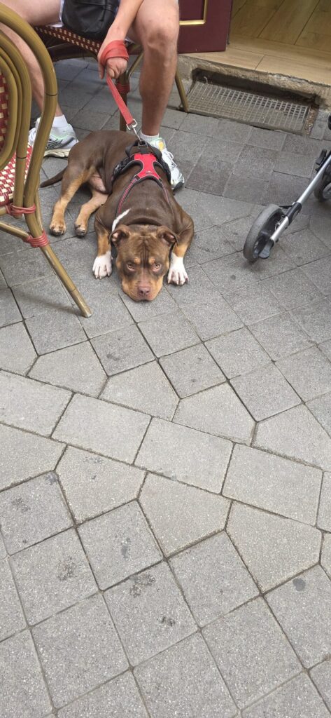 A brown bulldog type dog lying flat on the pavement under a cafe chair with a red harness and lead, chin resting on the stone