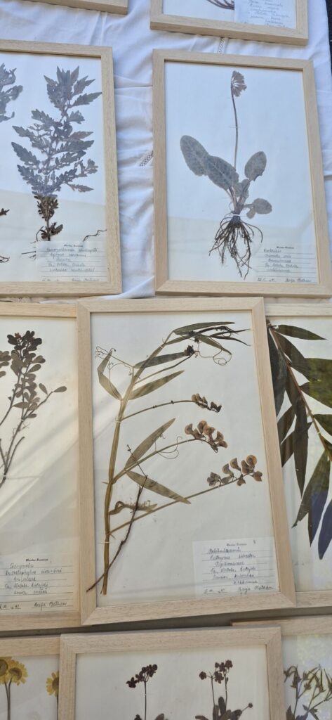 Framed antique herbarium sheets of pressed plants with roots and handwritten labels, laid out overlapping on a white cloth at the market