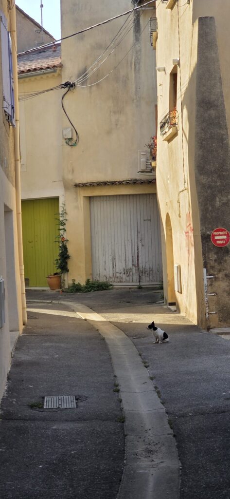 A small black and white cat sitting in the middle of an empty sunlit lane in L'Isle-sur-la-Sorgue, with a green door and a private property sign behind