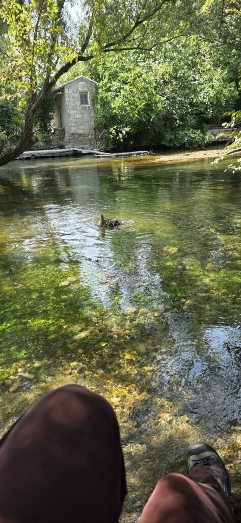 Clear green water of the Sorgue at the Partage des Eaux with a duck swimming, stones visible on the bottom, a small stone hut on the far bank and the photographer's boots in the foreground