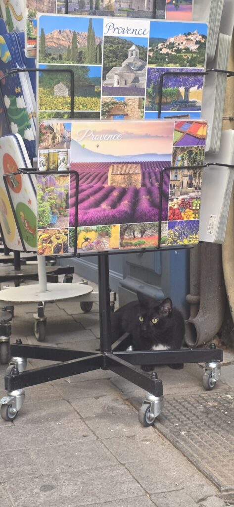 A black cat with a white chest sitting under a revolving postcard rack full of Provence lavender field postcards on a street pavement