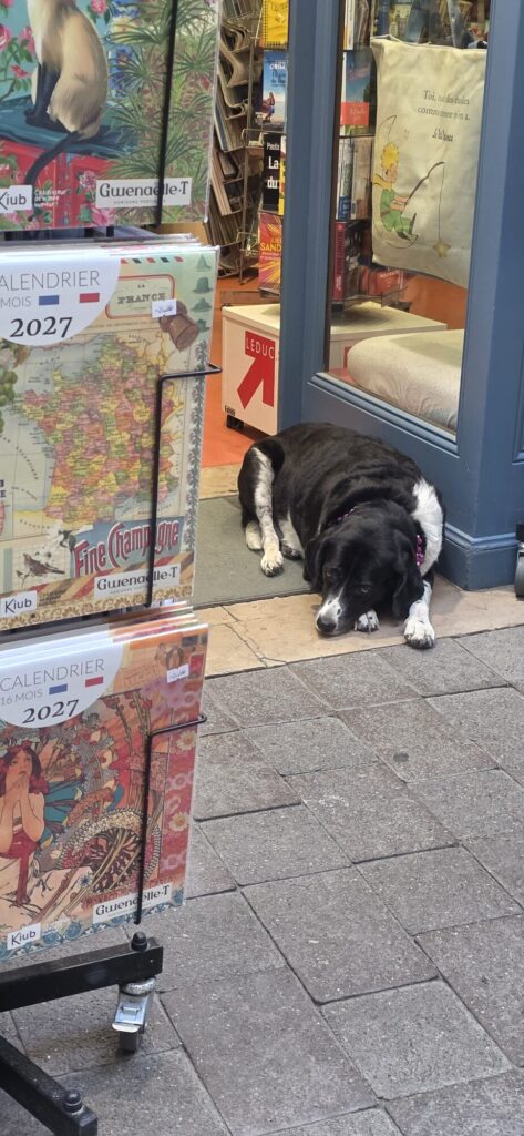 A black and white collie type dog with a beaded collar asleep in a bookshop doorway beside racks of 2027 calendars, with a Little Prince tote bag in the window