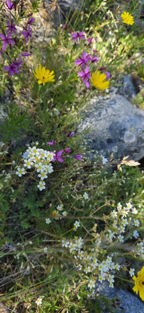 A clump of small alpine wildflowers in pink, yellow and white growing out of a crack in bare grey glacial rock and gravel