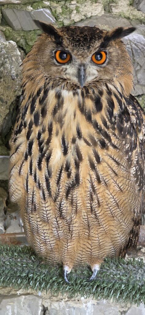 A large eagle owl facing the camera, tall ear tufts up, huge round orange eyes, breast feathers finely barred in cream and dark brown, standing on a stone ledge against a rough castle wall